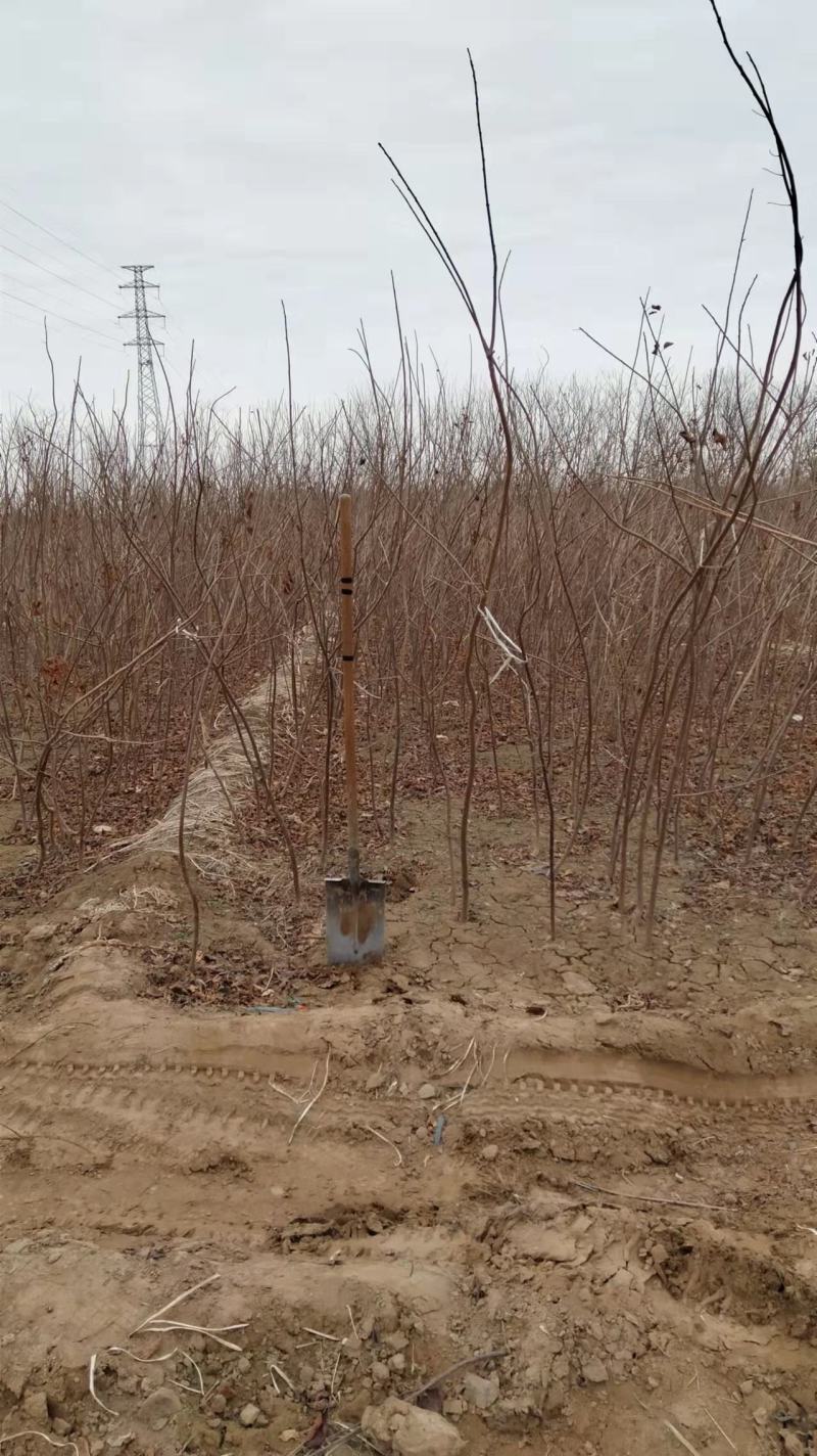 黄栌-黄栌地经1cm营养杯苗，工程绿化，荒山造林