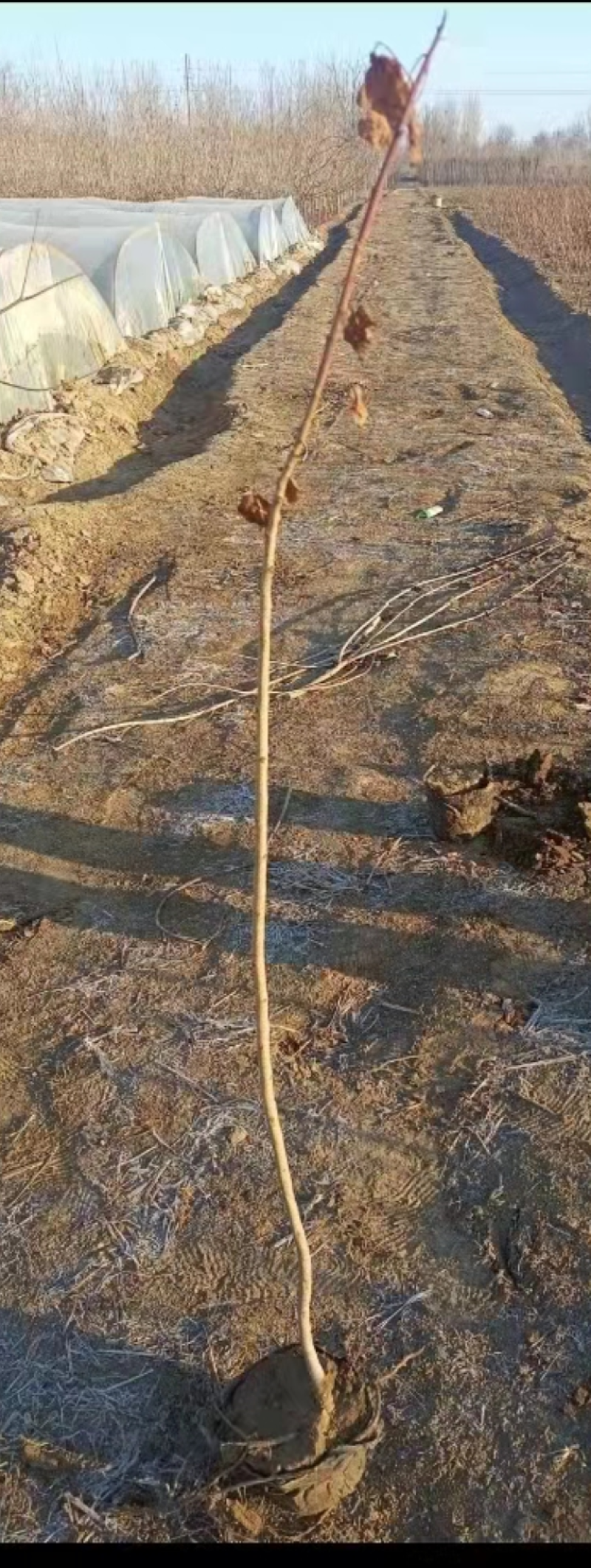 黄栌-黄栌地经1cm营养杯苗，工程绿化，荒山造林