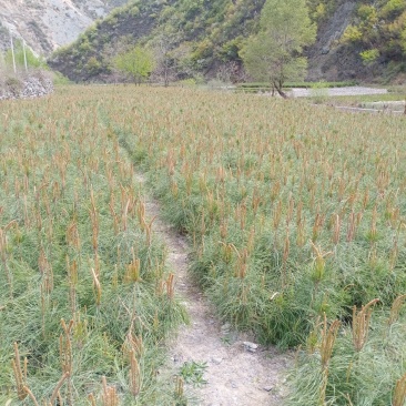 甘南迭部县苗木，油松杯苗，大小都有，质量保证！价格美丽！