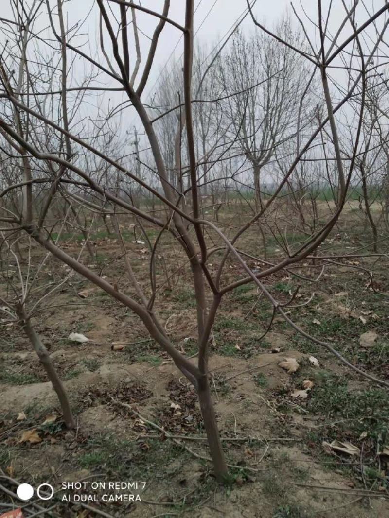 黄栌-黄栌地经1cm营养杯苗，工程绿化，荒山造林