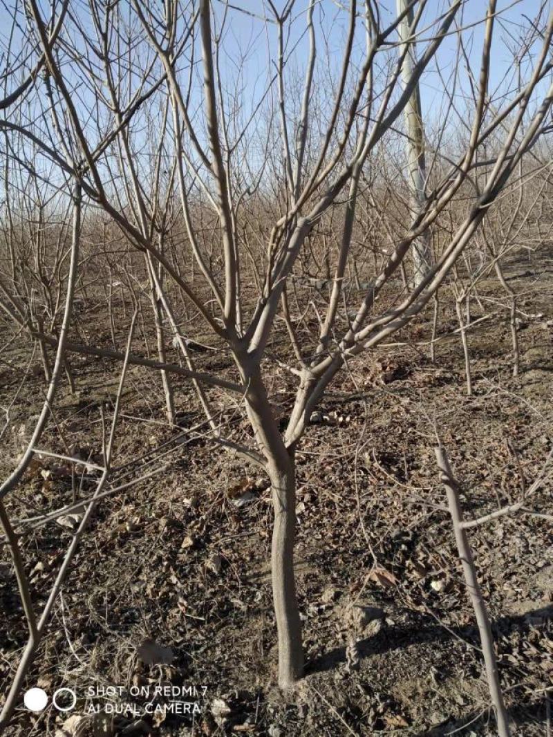 黄栌-黄栌地经1cm营养杯苗，工程绿化，荒山造林