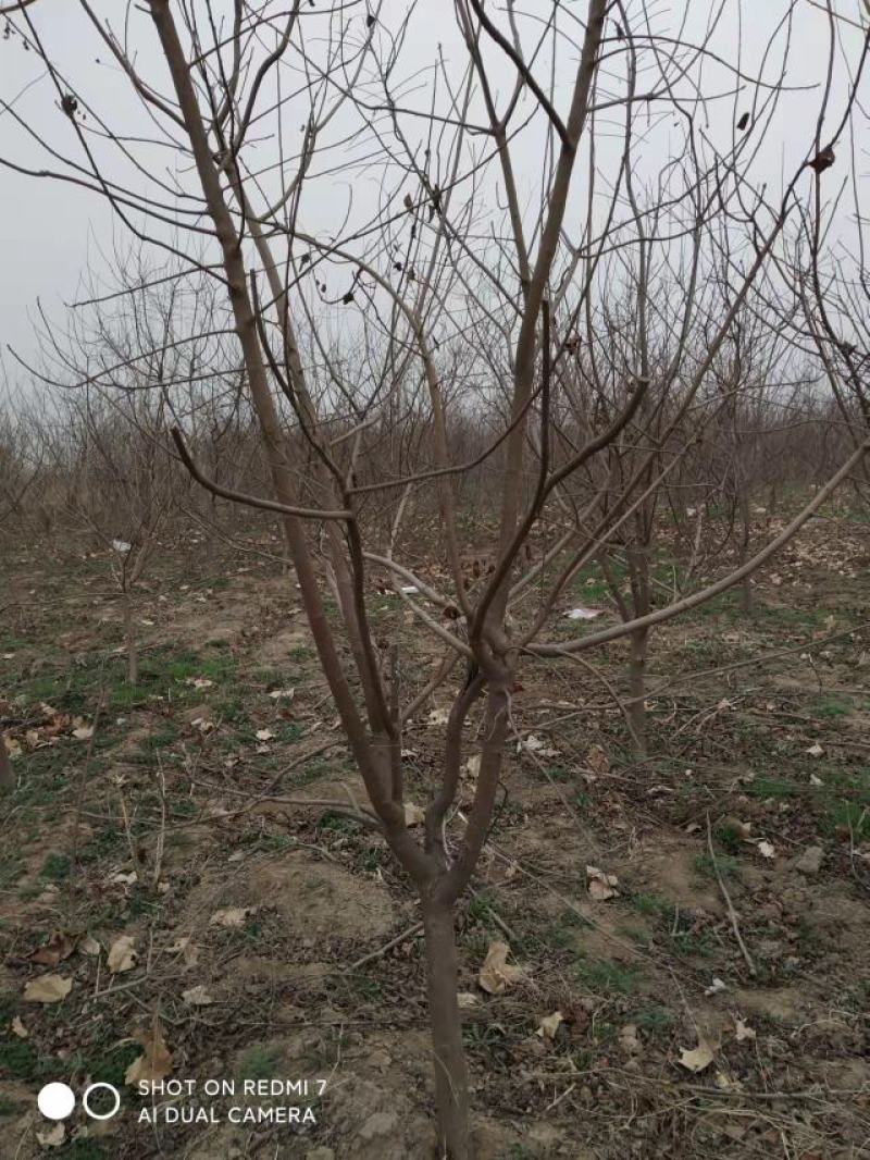 黄栌-黄栌地经1cm营养杯苗，工程绿化，荒山造林