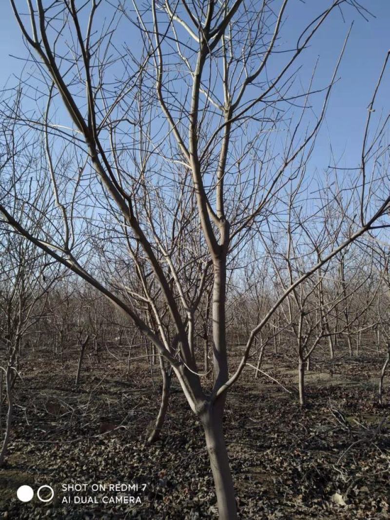 黄栌-黄栌地经1cm营养杯苗，工程绿化，荒山造林