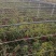 山东聊城中油油桃4号基地直供货源充足诚信合作
