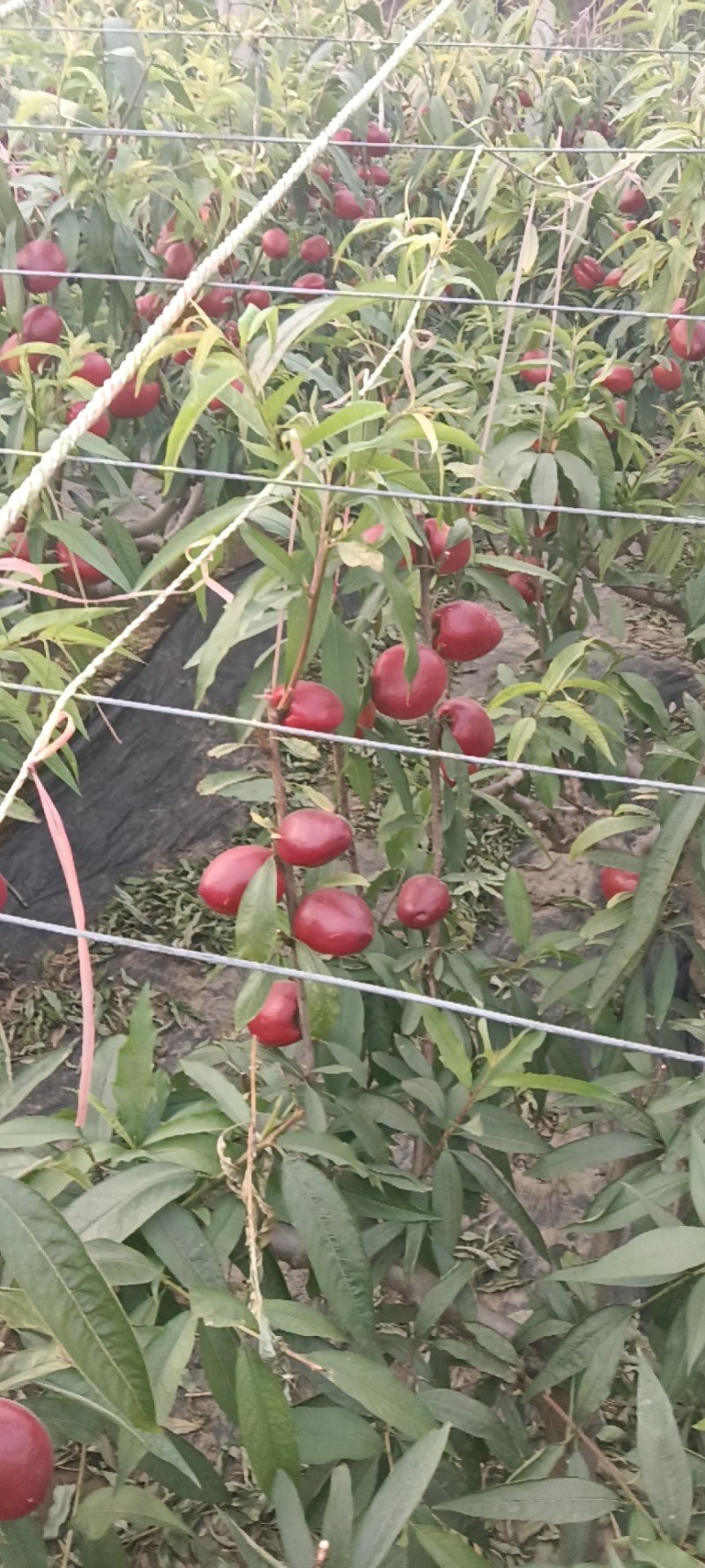 山东聊城中油油桃4号基地直供货源充足诚信合作