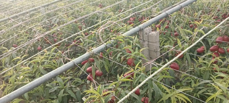 山东聊城中油油桃4号基地直供货源充足诚信合作
