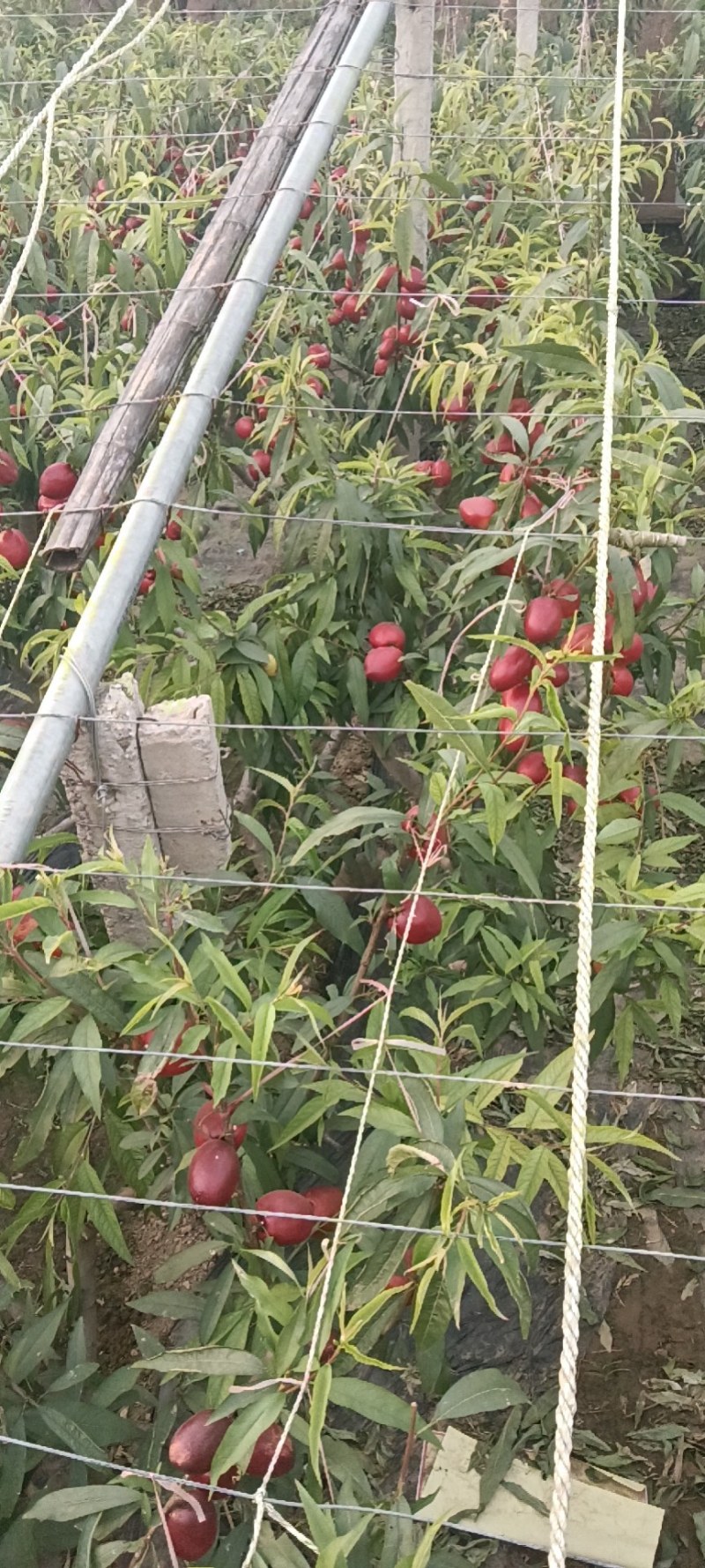 山东聊城中油油桃4号基地直供货源充足诚信合作