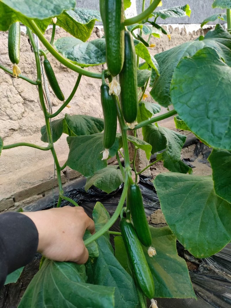 （精品水果黄瓜）现摘现发