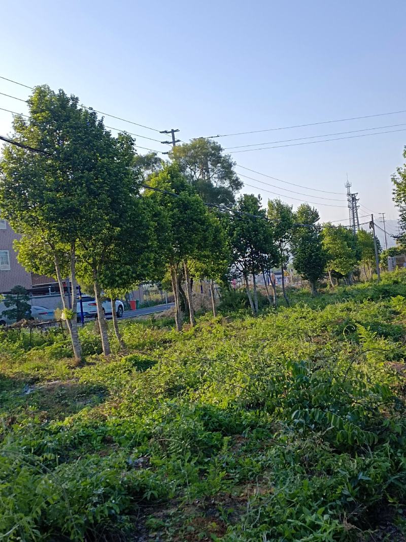 种直十五年以沉香树出售欢迎要的前来购买