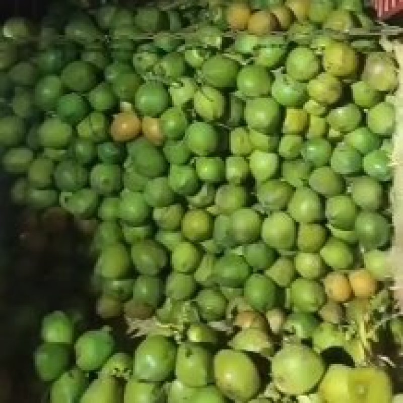 椰子热销海南椰子长期有货原地直发量大优惠