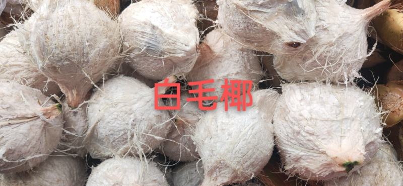椰子热销海南椰子长期有货原地直发量大优惠