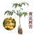 黑黄皮果苗嫁接苗鸡心黄皮无核纯甜黄皮果苗
