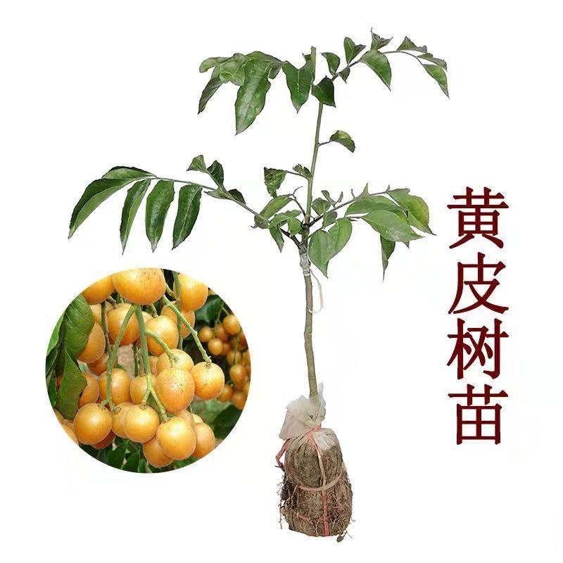 黑黄皮果苗嫁接苗鸡心黄皮无核纯甜黄皮果苗