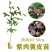 黑黄皮果苗嫁接苗鸡心黄皮无核纯甜黄皮果苗