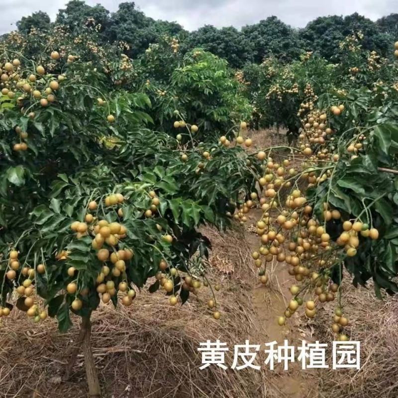 黑黄皮果苗嫁接苗鸡心黄皮无核纯甜黄皮果苗