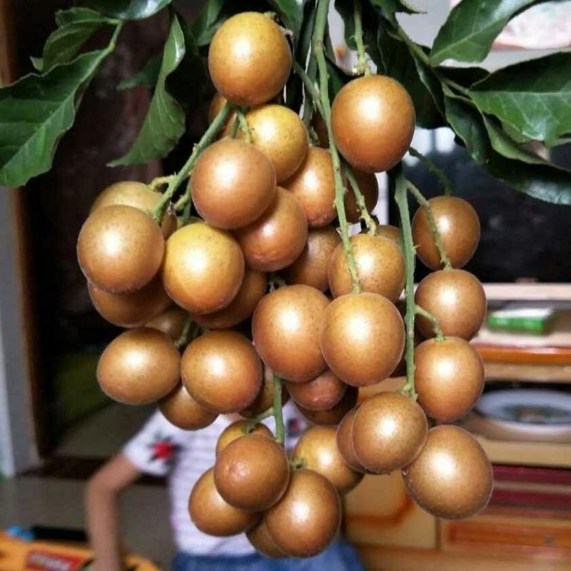 黑黄皮果苗嫁接苗鸡心黄皮无核纯甜黄皮果苗