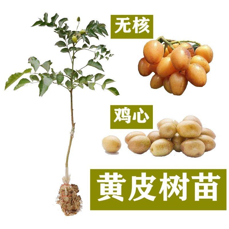 黑黄皮果苗嫁接苗鸡心黄皮无核纯甜黄皮果苗