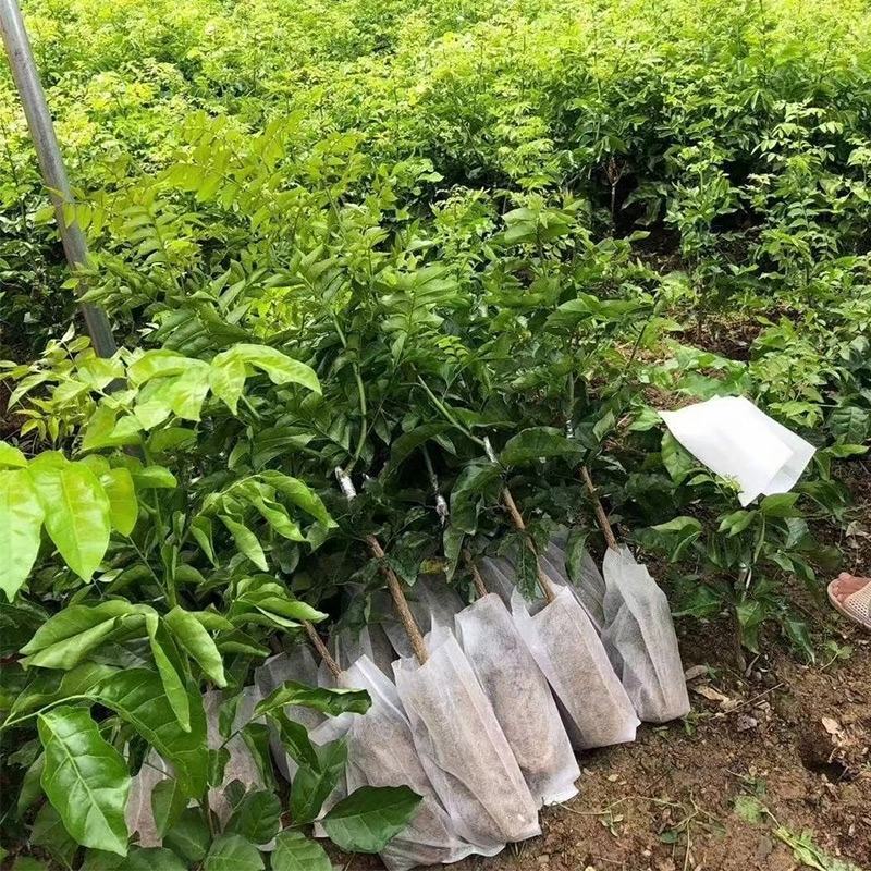 黑黄皮果苗嫁接苗鸡心黄皮无核纯甜黄皮果苗