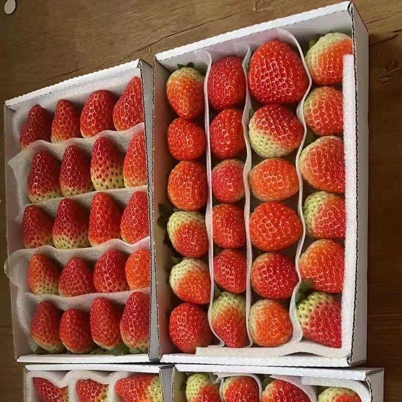 2022年夏草莓基地直供