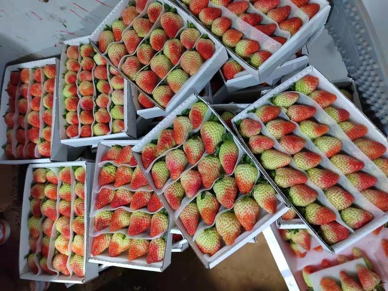2022年夏草莓基地直供