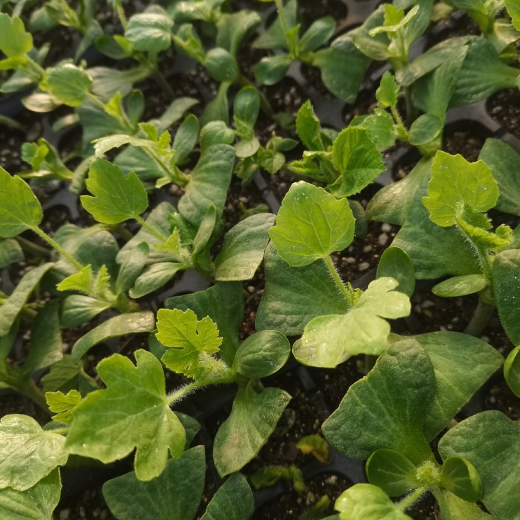 精品美都嫁接苗，苗齐，苗壮，苗场直供量大从优