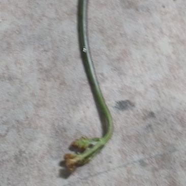 蕨菜