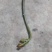 蕨菜