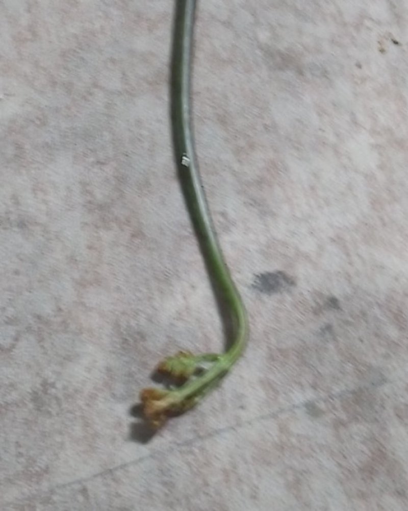 蕨菜