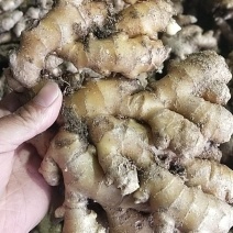 大别山小黄姜大量上市，无污染。不打农药！不打催熟剂。