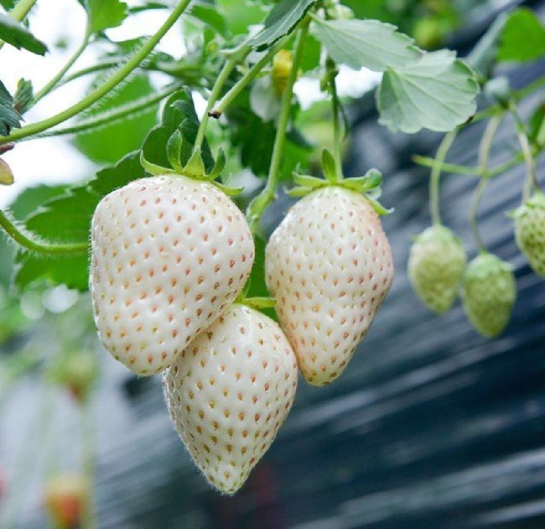 图片说明:左侧为‘白雪公主’白草莓,果实呈乳白色至淡粉色,表面种子为黄色;右侧为传统红草莓‘红颜’,果色鲜红,种子为黄绿色。两者大小相近,但色泽差异显著,用于展示白草莓与常规草莓的外观区别 草莓品种对比图