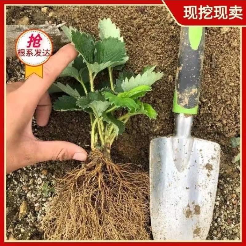 优质脱毒白雪公主草莓苗淡雪小白粉玉保证品种技术指导