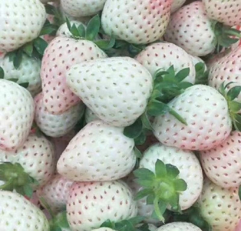 优质脱毒白雪公主草莓苗淡雪小白粉玉保证品种技术指导