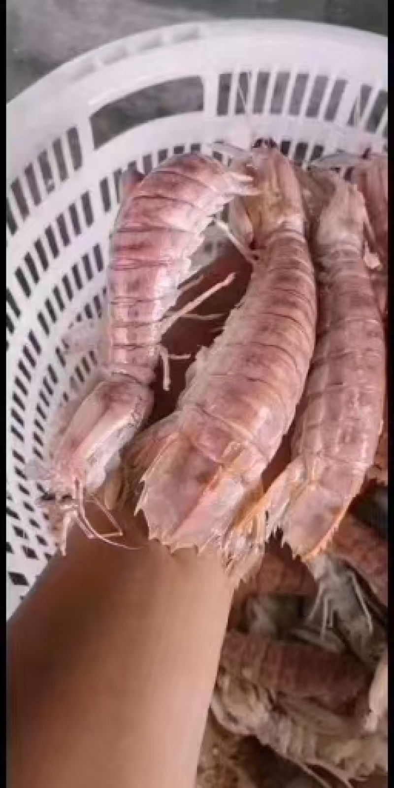 皮皮虾(活煮熟冻肉质饱满，鲜度100%精品)