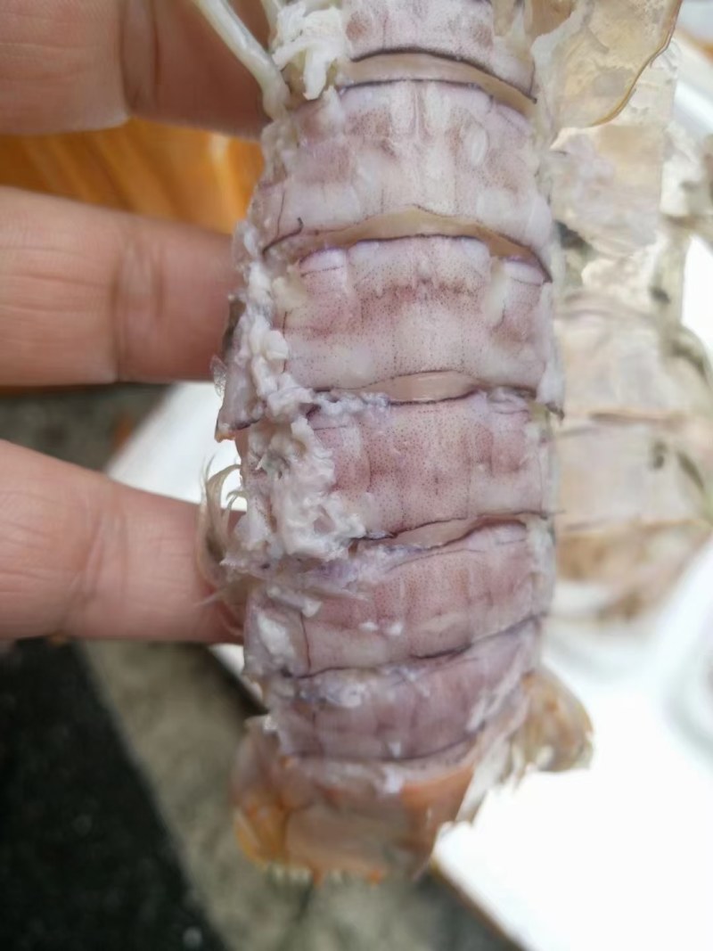 皮皮虾(活煮熟冻肉质饱满，鲜度100%精品)