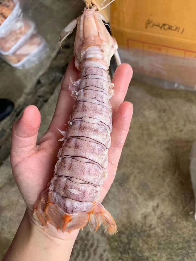 皮皮虾(活煮熟冻肉质饱满，鲜度100%精品)