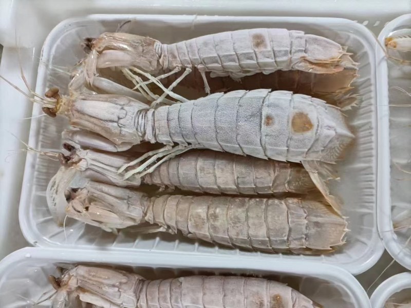 皮皮虾(活煮熟冻肉质饱满，鲜度100%精品)