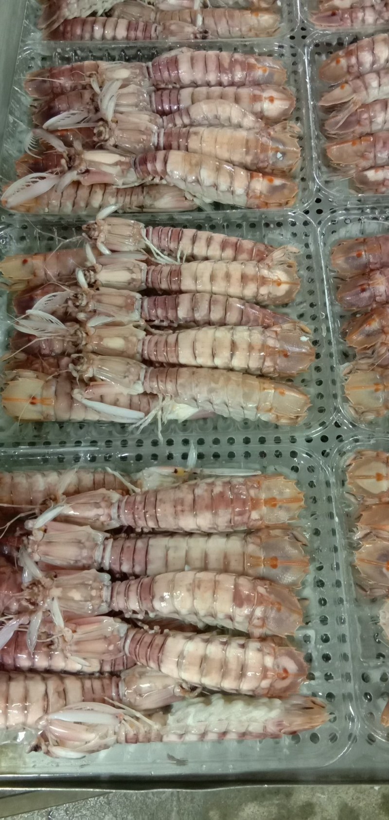 皮皮虾(活煮熟冻肉质饱满，鲜度100%精品)