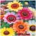 花环菊种子三色菊花种混色花四季易种易活景观花海庭院道路公