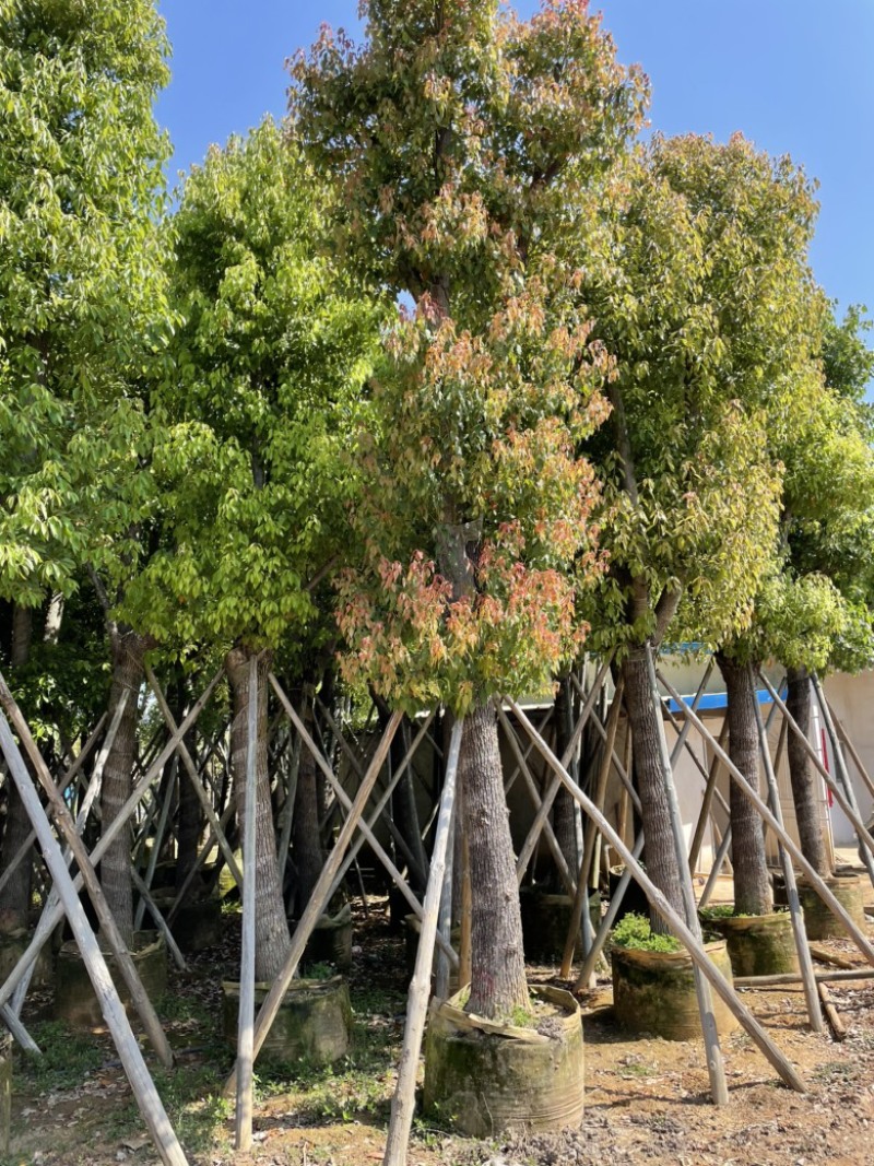 香樟