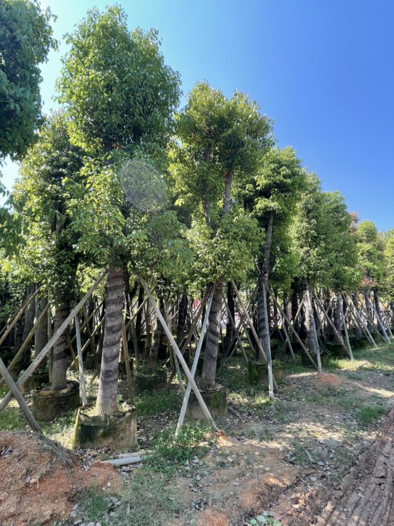 香樟