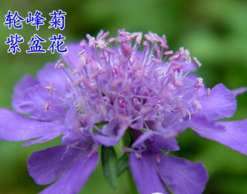 轮峰菊种子紫盆花松虫草山萝卜种子四季观赏花庭院阳台景观花