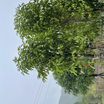 白玉兰