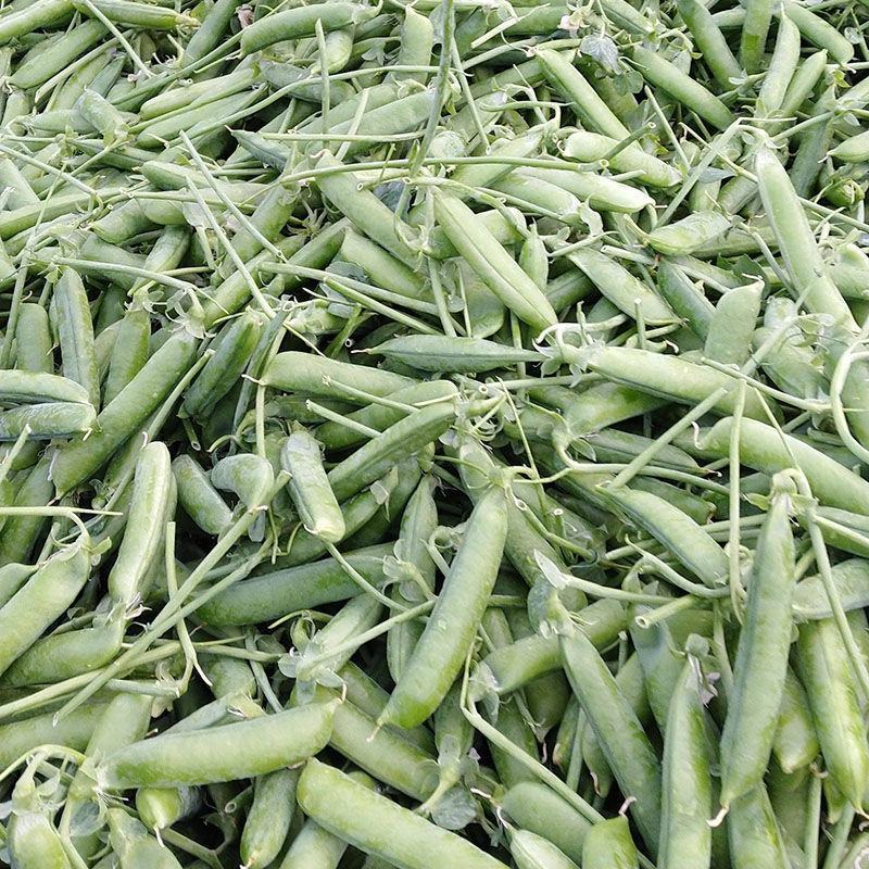 长寿仁豌豆种籽高产抗病秋播大荚荷兰豆水果豌豆种子
