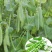 长寿仁豌豆种籽高产抗病秋播大荚荷兰豆水果豌豆种子
