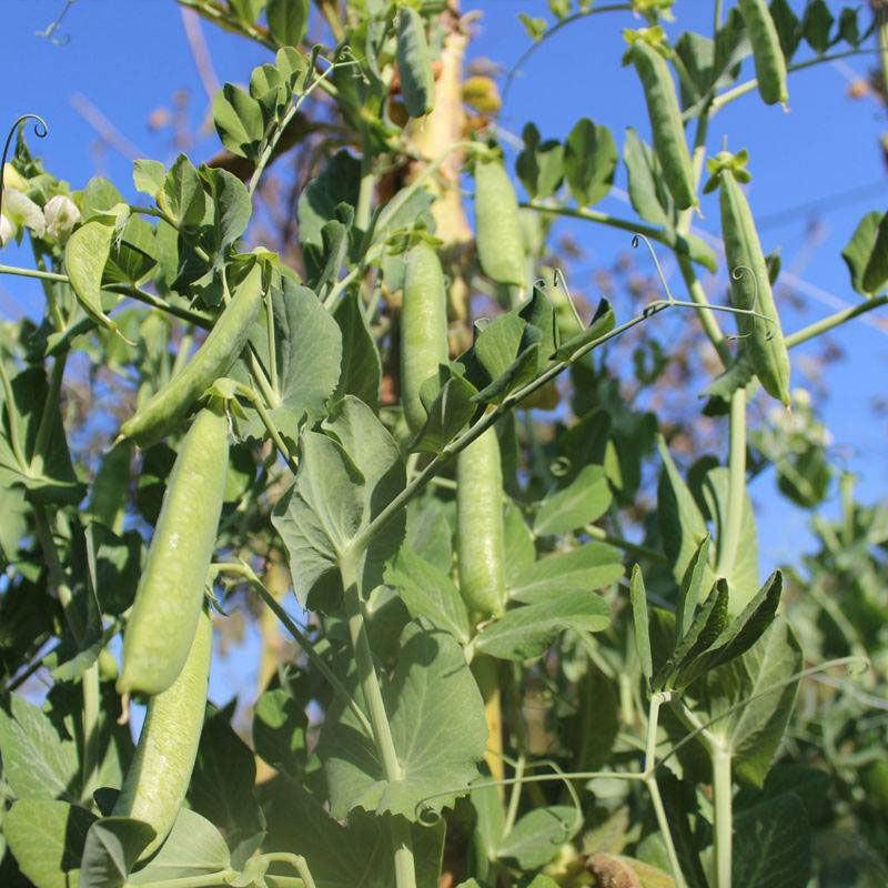 长寿仁豌豆种籽高产抗病秋播大荚荷兰豆水果豌豆种子