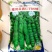 长寿仁豌豆种籽高产抗病秋播大荚荷兰豆水果豌豆种子