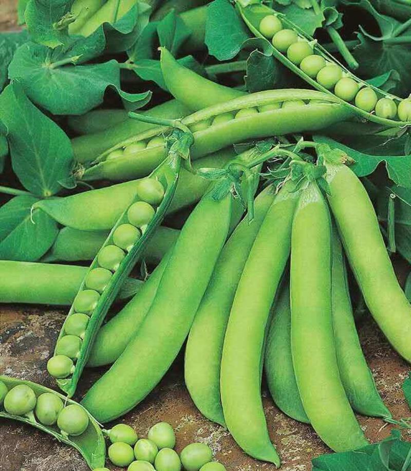 长寿仁豌豆种籽高产抗病秋播大荚荷兰豆水果豌豆种子