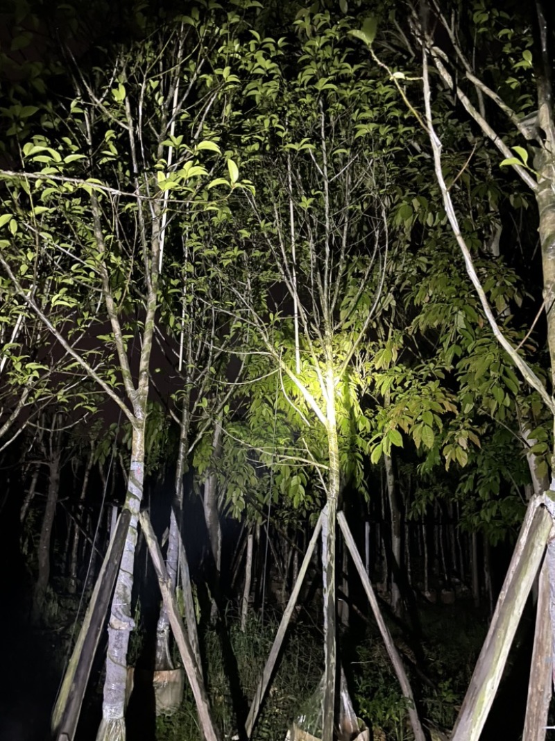 白玉兰