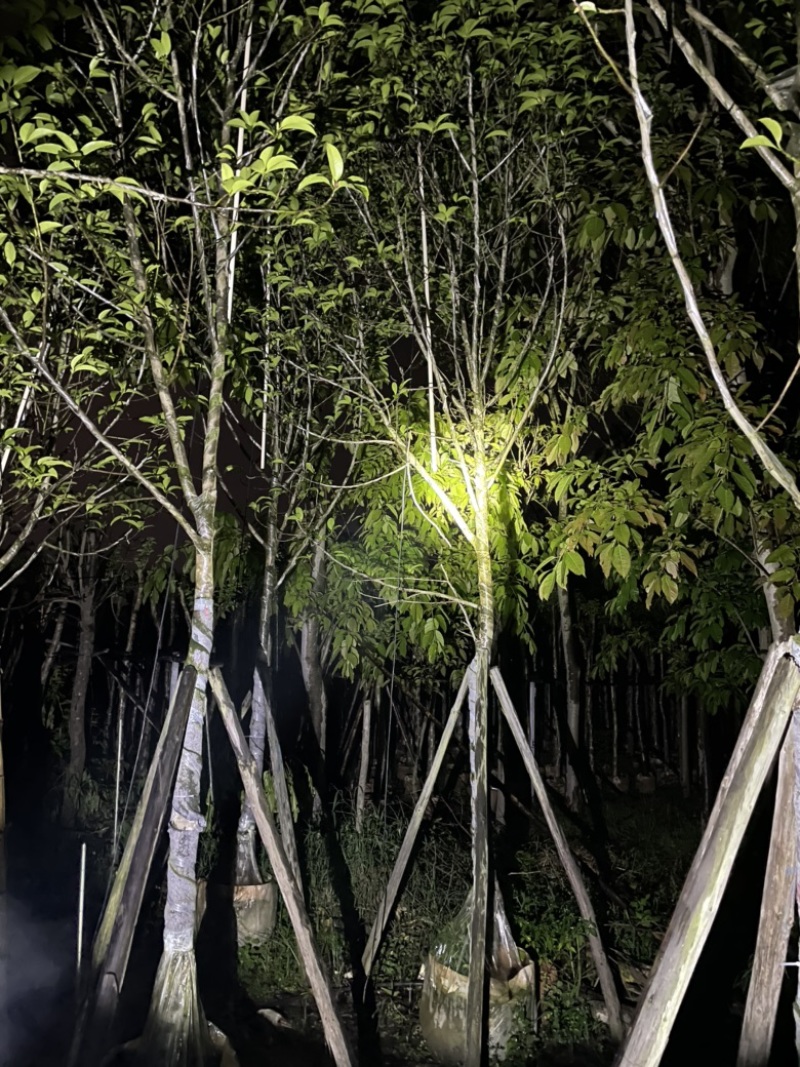 白玉兰