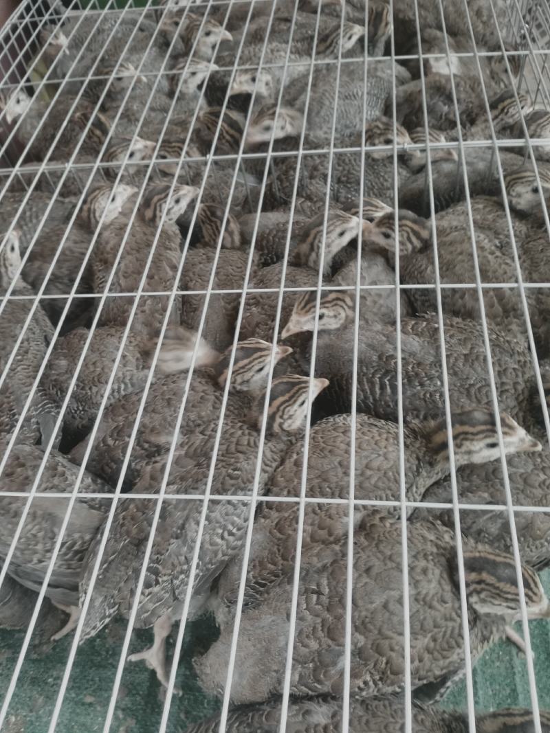 珍珠鸡苗批发现货供应脱温珍珠鸡量大从优发货到家